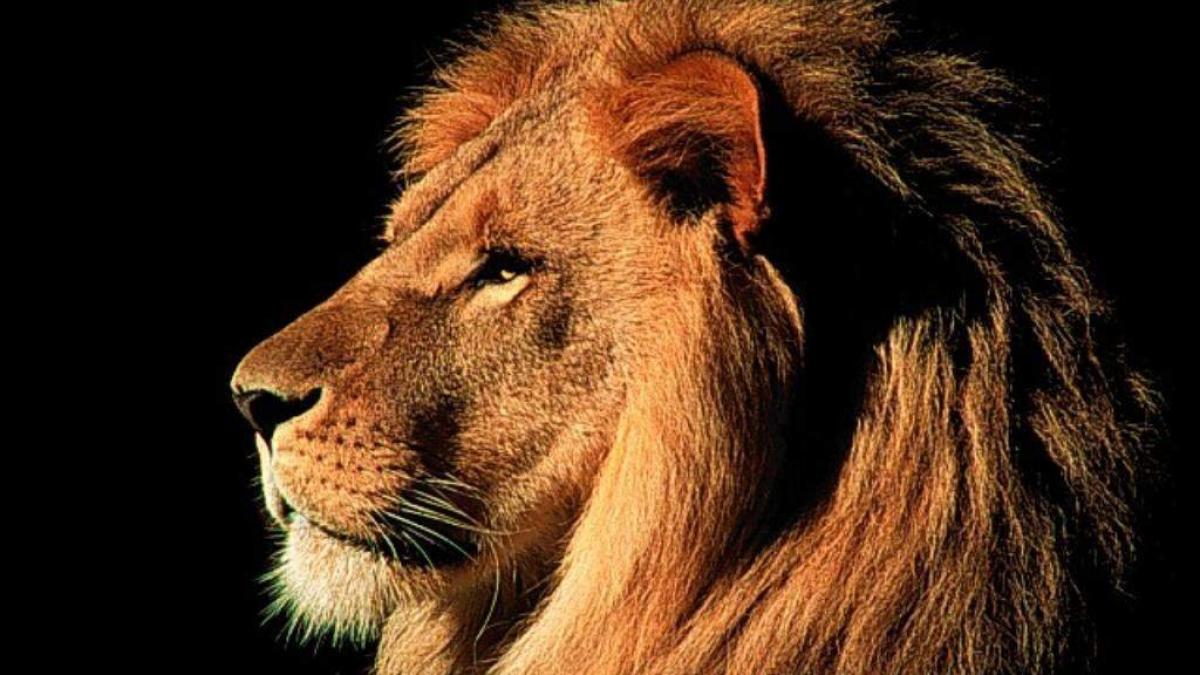 horoscop vesti proaste in dragoste pentru lei