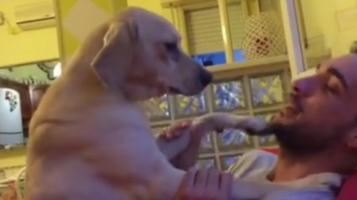 un caine care isi cere scuze face senzatie pe internet