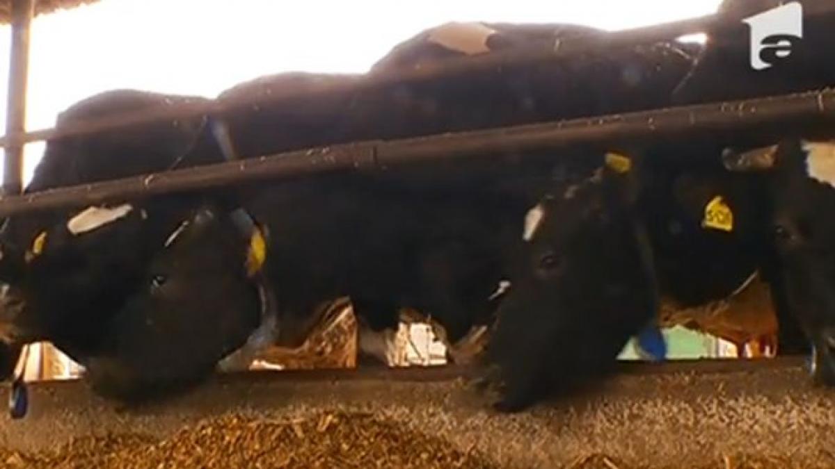 protest extrem cu animale in supermarket