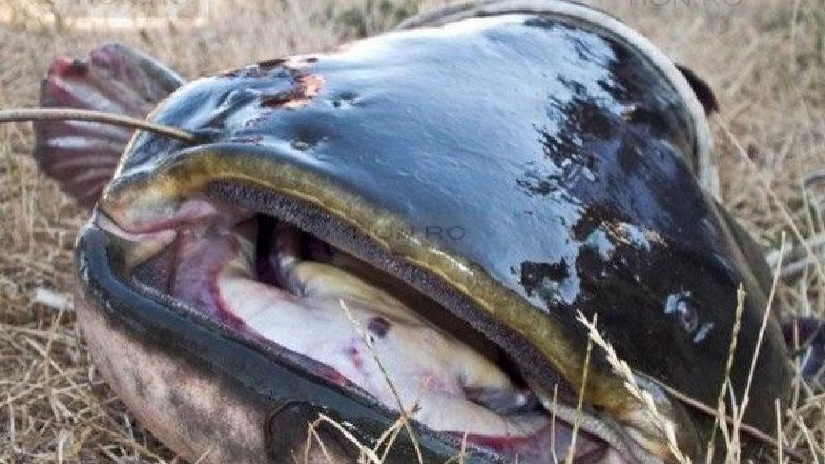 captura gigantica reusita de un pescar la cazanele dunarii