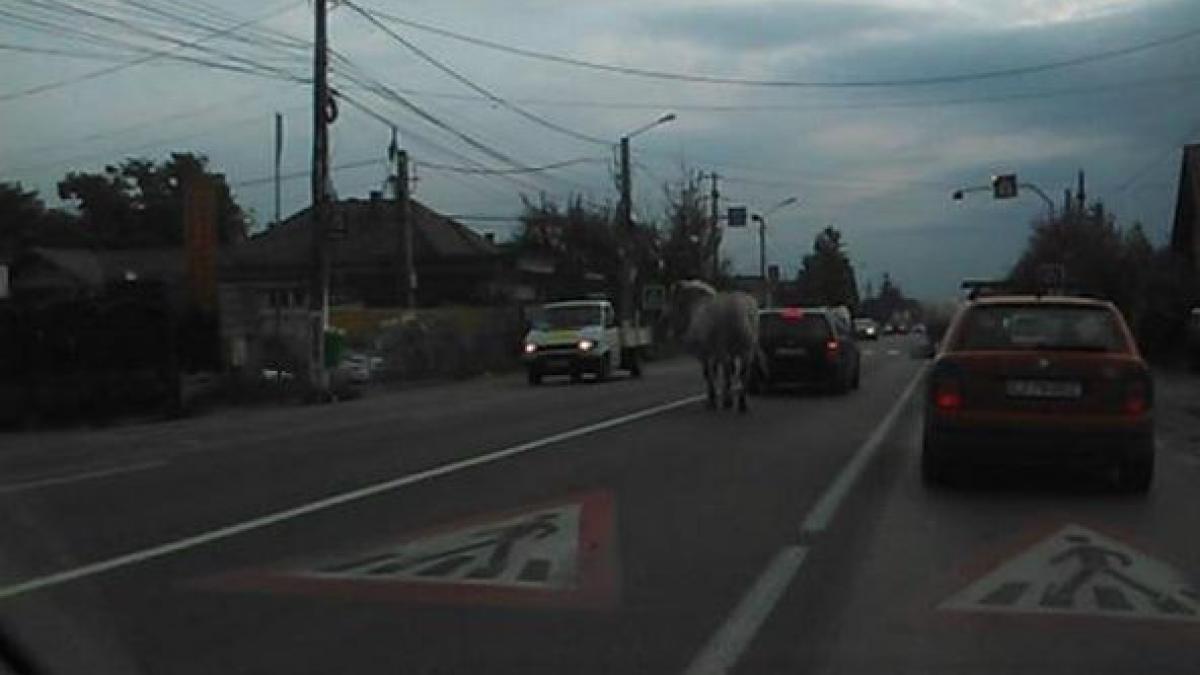 imagini incredibile surprinse pe dn 1 caii bastinasilor au iesit la plimbare