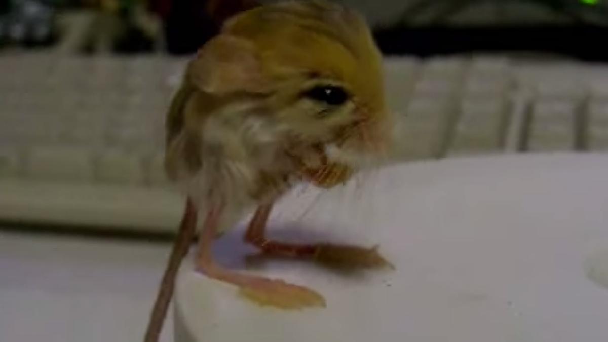 pare photoshopat dar este cel mai adorat soricel pe cale de disparitie