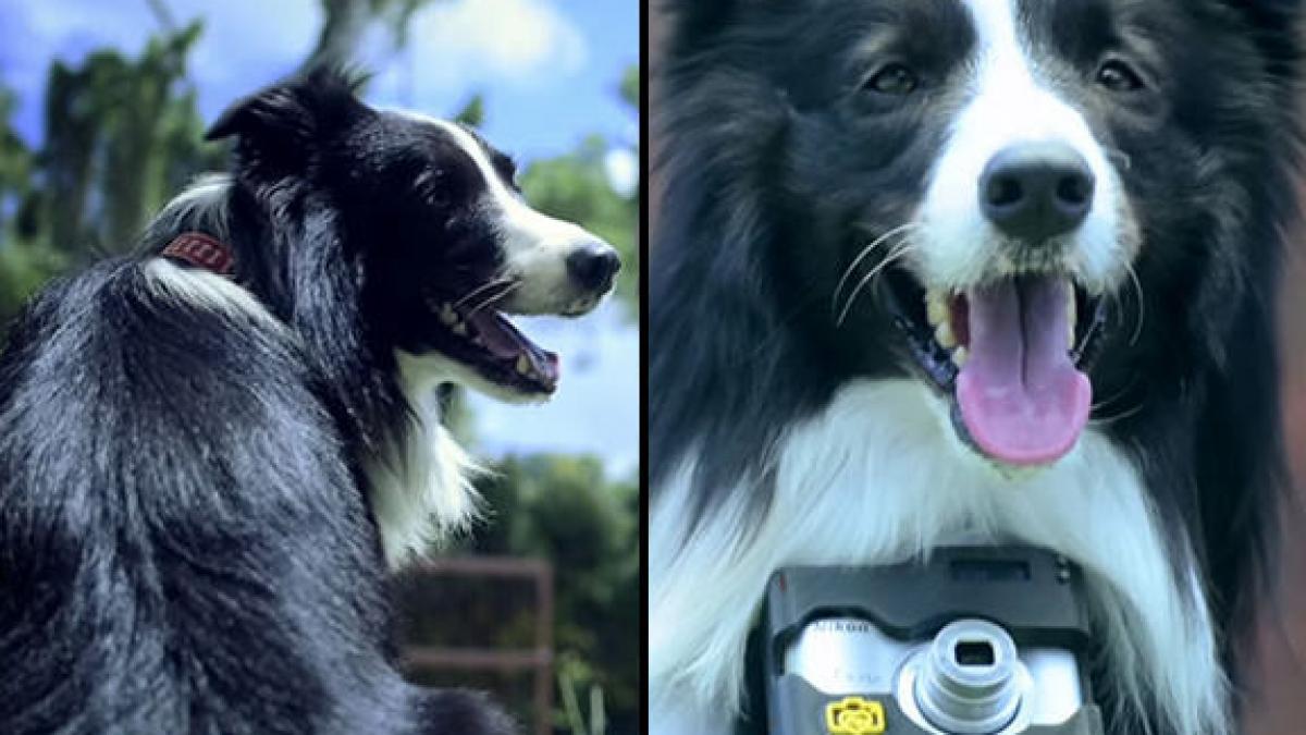 primul caine fotograf ce poze a reusit sa surprinda patrupedul