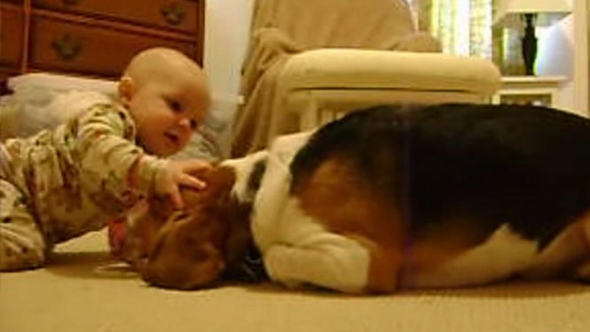 alerta de dragalasenie ce face un catel cand intalneste bebelusul familiei pentru prima oara