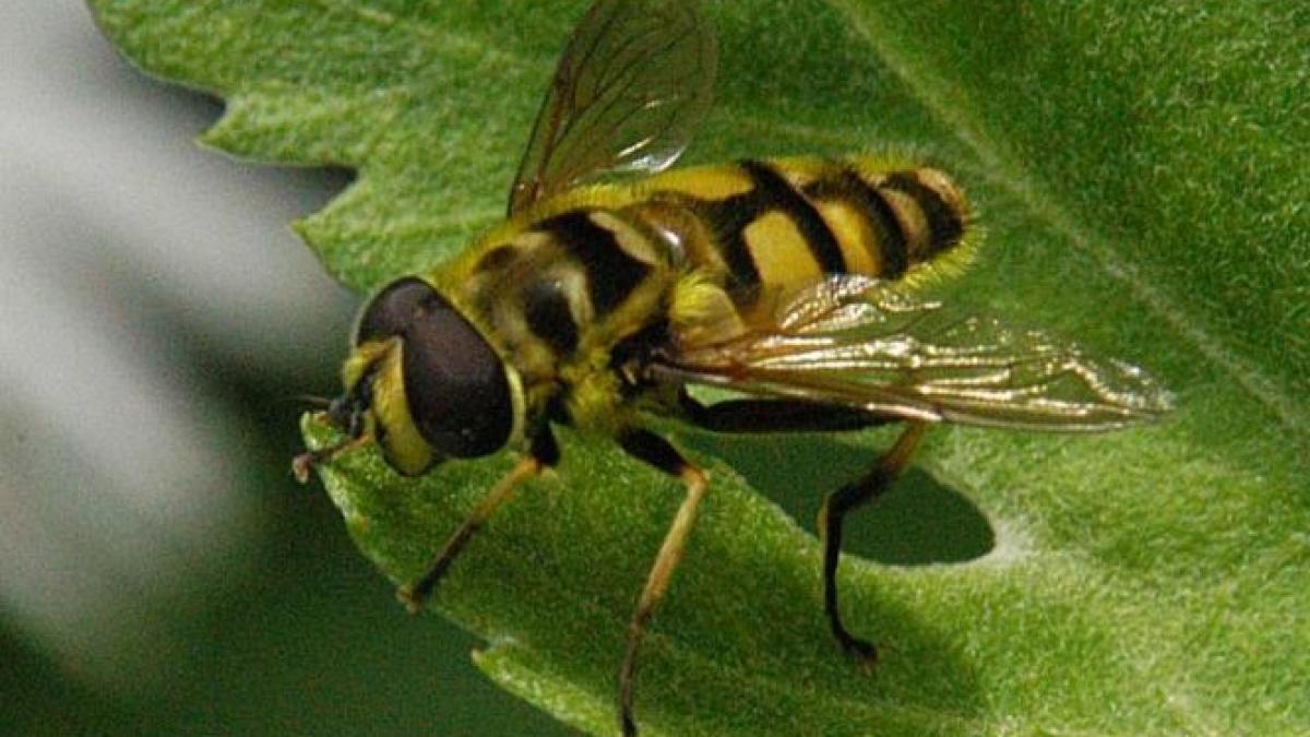 un barbat a fost ucis de o viespe cand scotea tuica