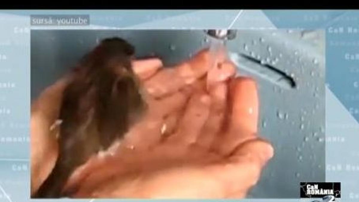 can romania cum se spala o pasarica fericita