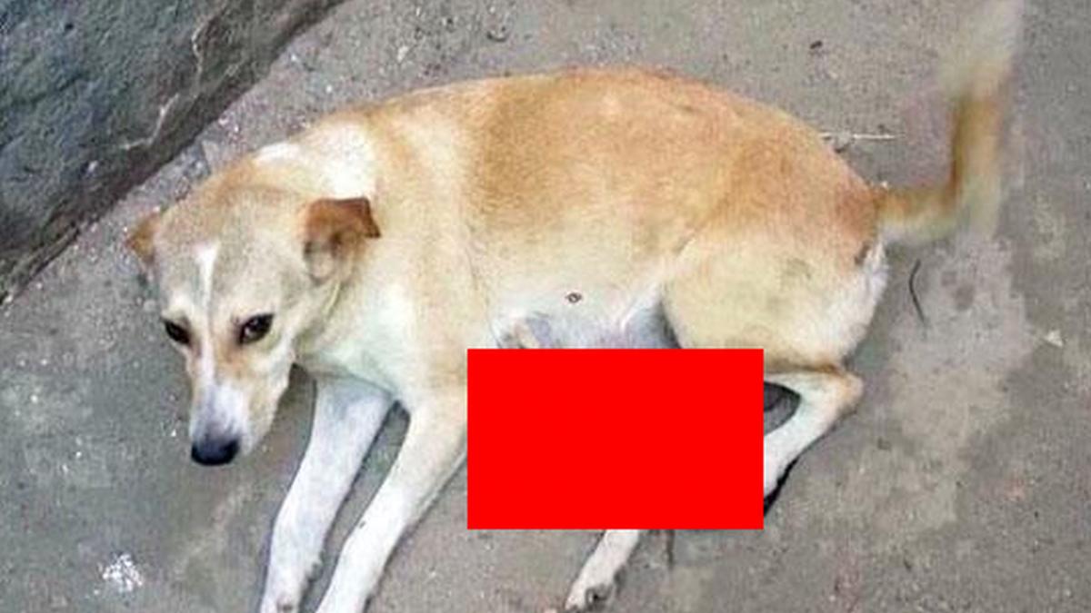 lumea s a oprit pe strada ca sa priveasca aceasta catea oamenilor nu le venea sa creada ce putea sa