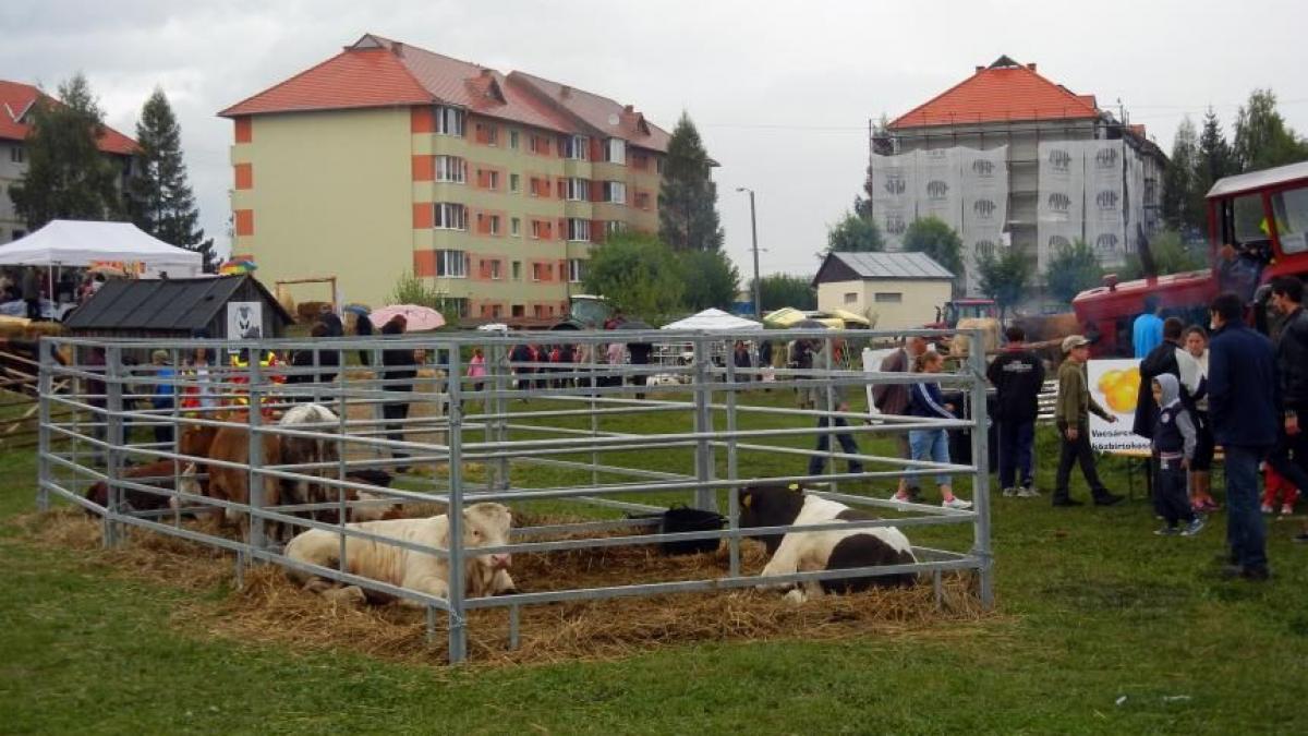 satul s a mutat la oras la miercurea ciuc
