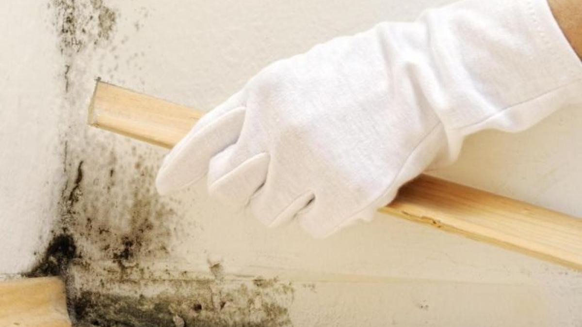 cum sa scapi definitiv de mucegaiul din casa