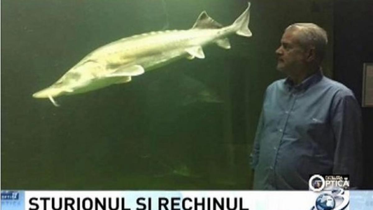 deziluzia optica sturionul si rechinul