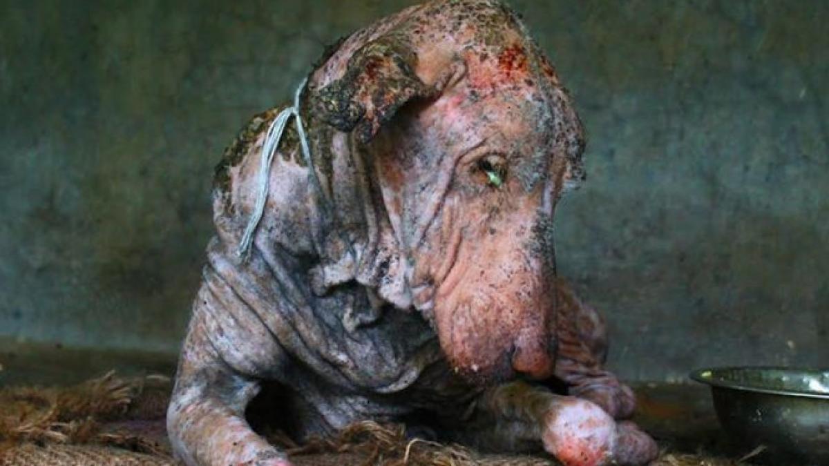 l au gasit aproape mort pe strada ce s a intamplat cu acest catel depaseste orice imaginatie