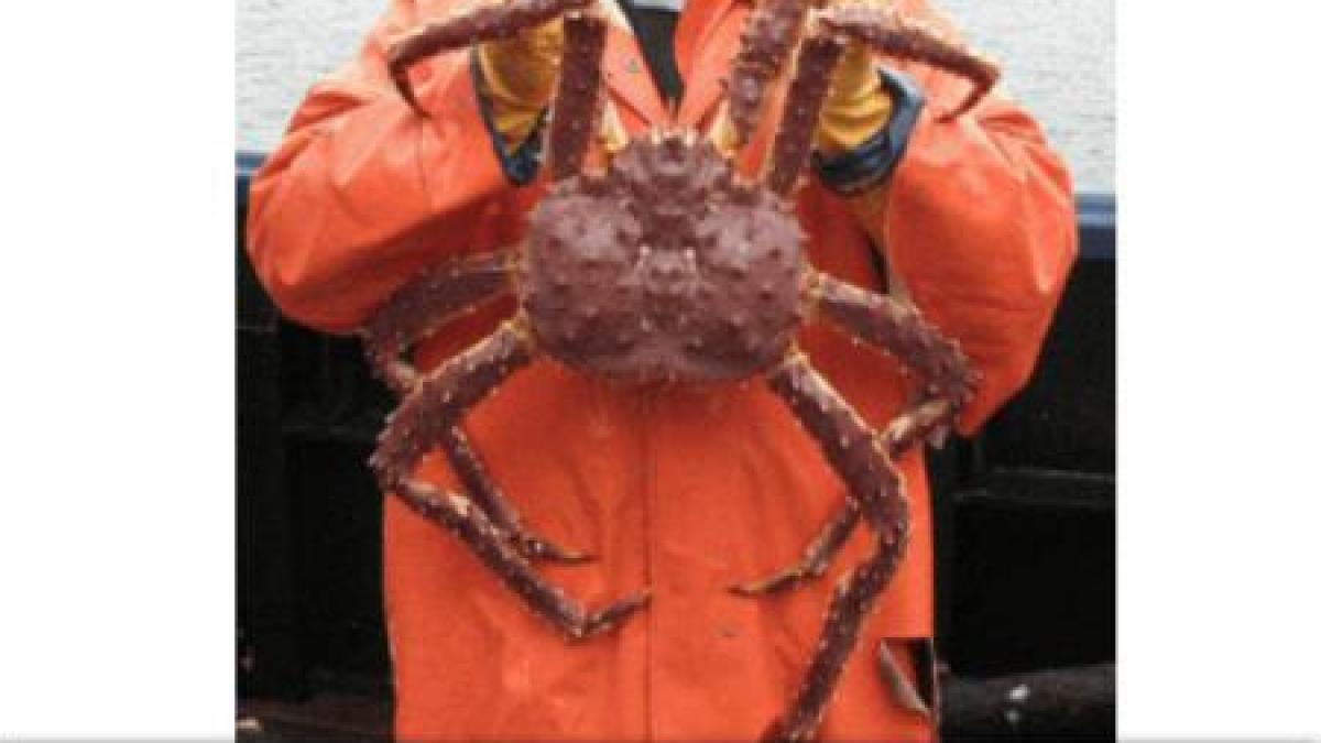 o noua amenintare pentru ecosistemul antarctic se ridica din adancuri