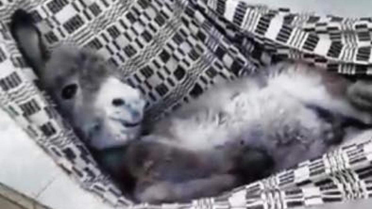 peste opt milioane de oameni s au uitat la el pe facebook