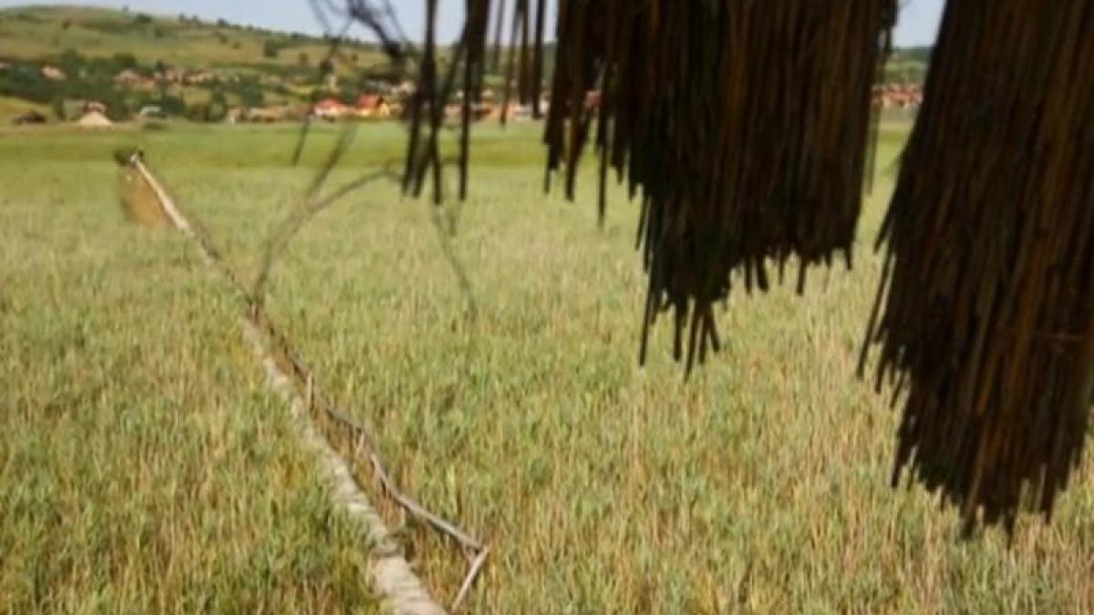 vedere de la tara sic capitala stufului ardelenesc