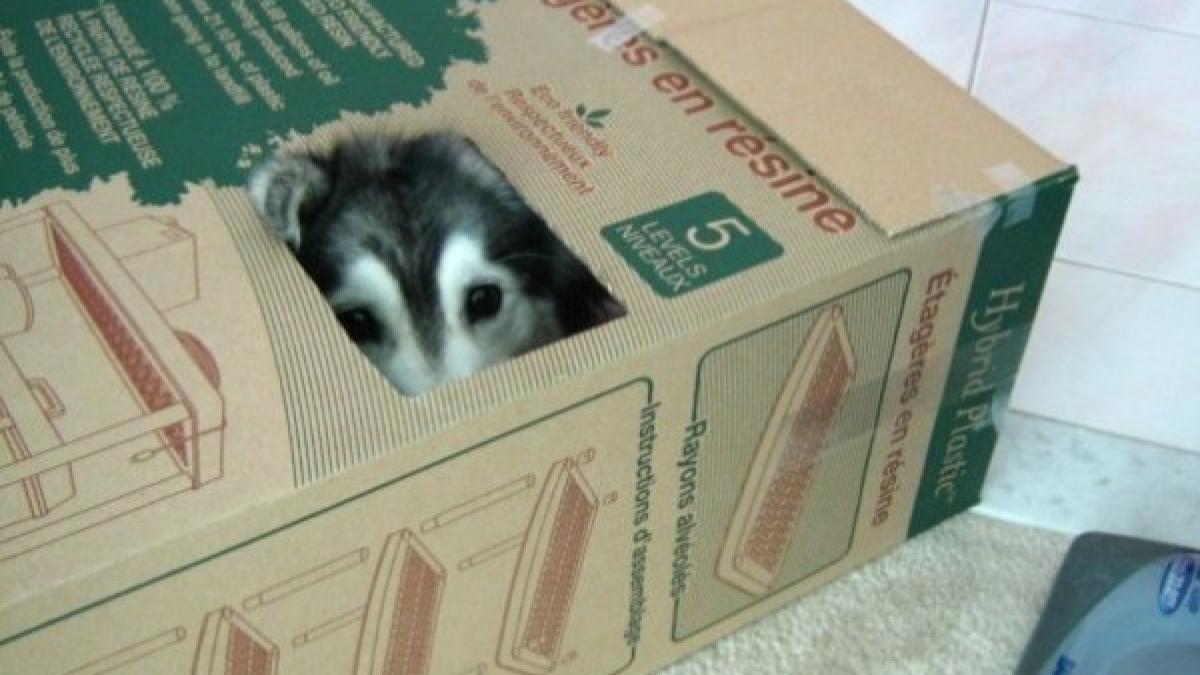 un husky crescut de pisici nu stie cum sa fie caine galerie foto