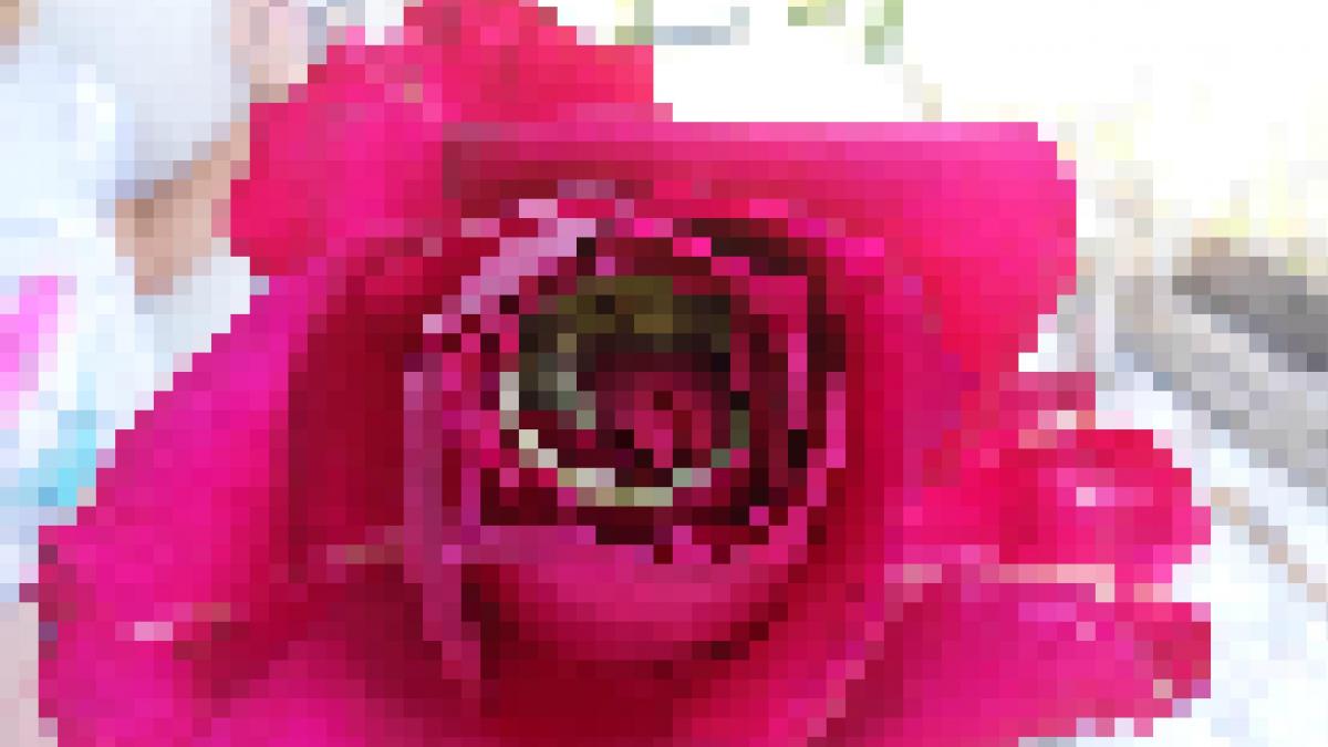 a vrut sa ii ofere mamei sale o floare dar femeia era cat pe ce sa ramana fara nas