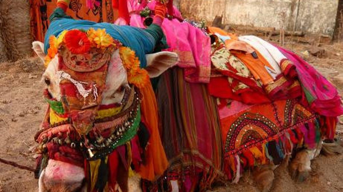 o multime furioasa a ucis un barbat din india dupa ce acesta a ucis o vaca