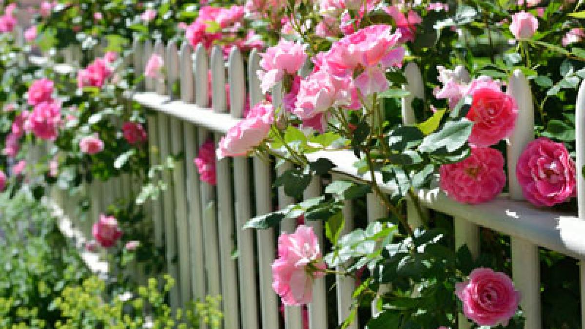 un fost miner le a dat o lectie importanta autoritatilor a facut totul din pensia sa