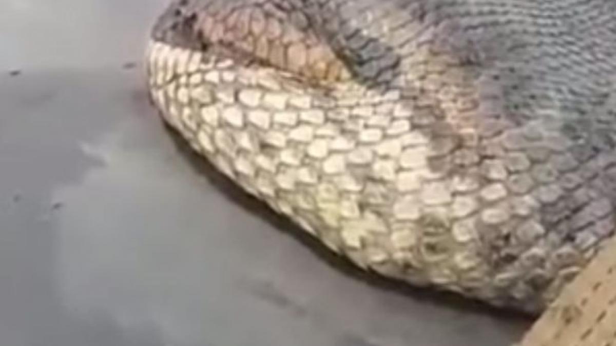 acesta poate fi cel mai mare sarpe capturat vreodata