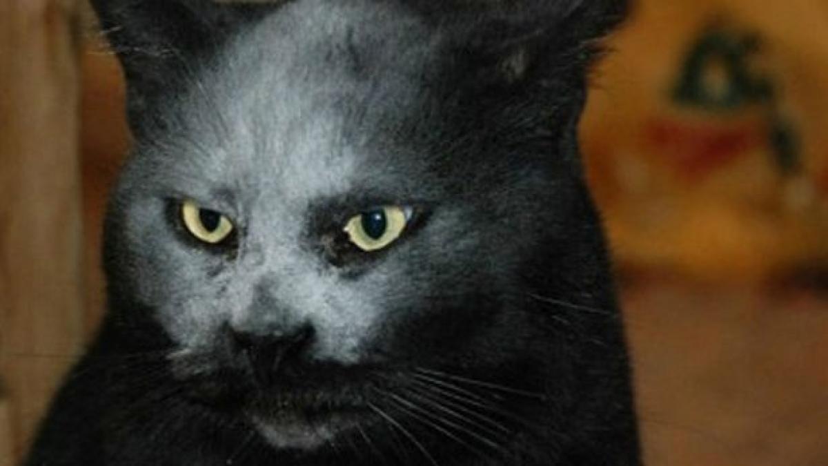 o pisica inspaimantatoare este considerata incarnarea raului absolut