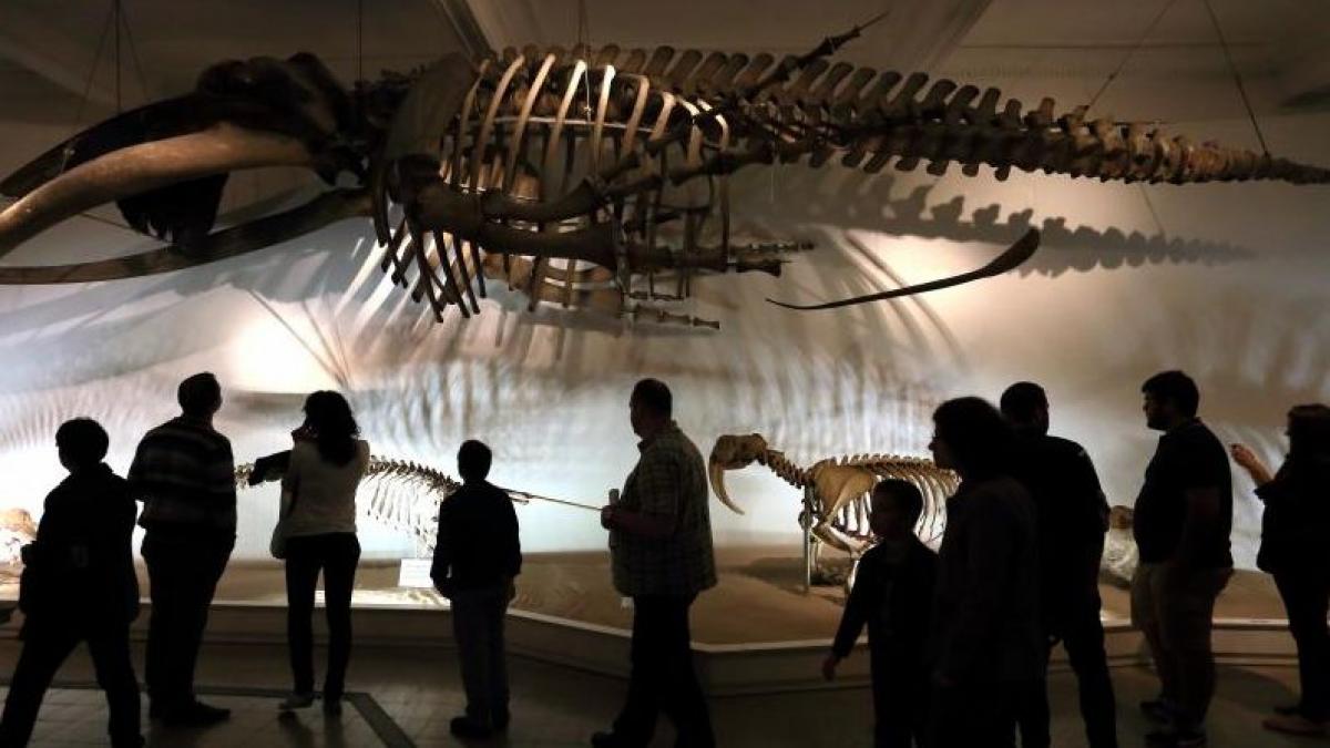 romanii cu nume de animale intra gratis la muzeul antipa