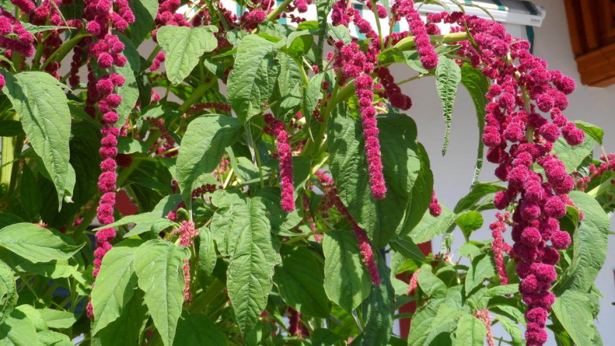 buruiana minune din romania care ne vindeca de cele mai crunte boli