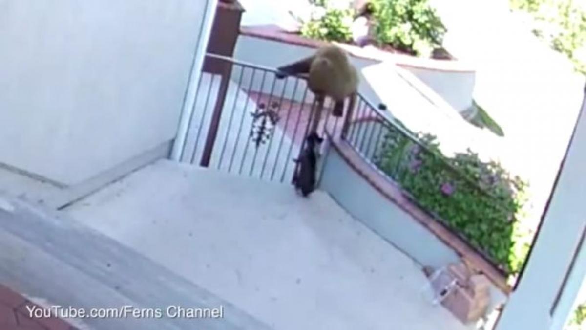 cum a reusit o catelusa sa puna pe fuga trei ursi