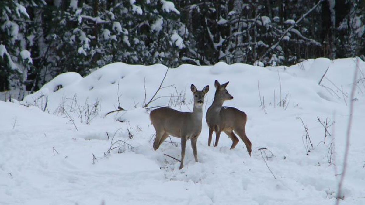 animalele transformate de radiatii descoperire incredibila la cernobil