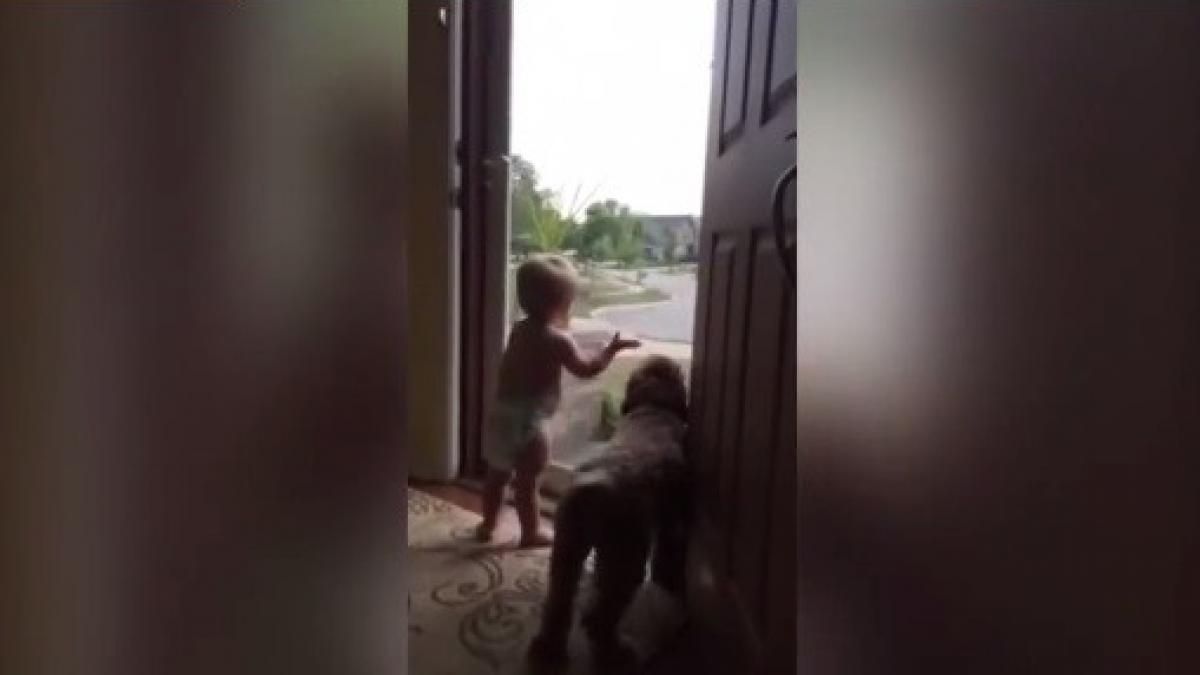 cum reactioneaza un bebelus cand isi vede taticul venind acasa video