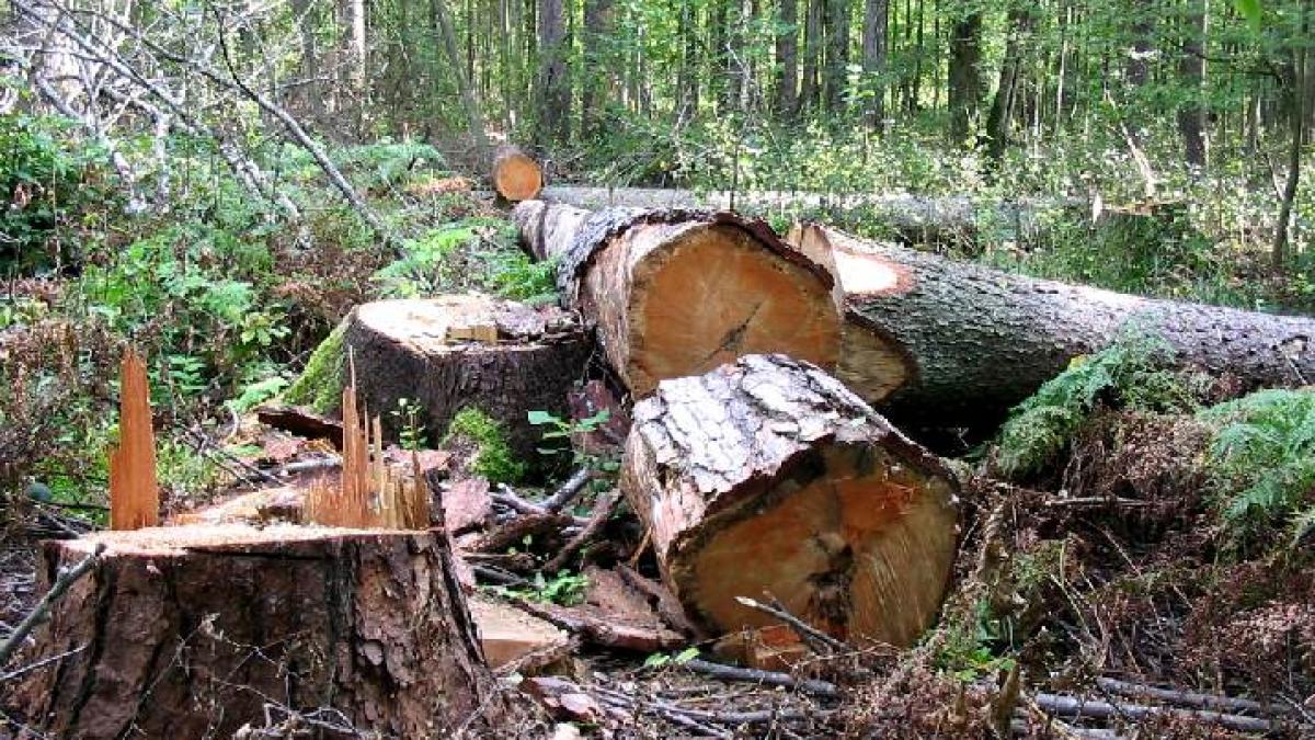 cum se fura copacii din padurile clujului metoda practicata de un padurar din marisel