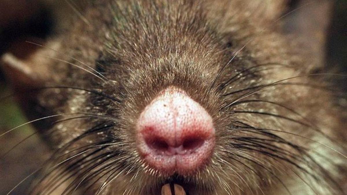 corp de sobolan si nas de porc o noua specie de mamifer descoperita in indonezia