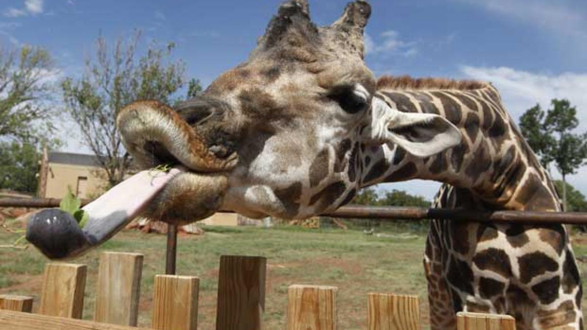 cum a ajuns girafa sa aibe gatul lung