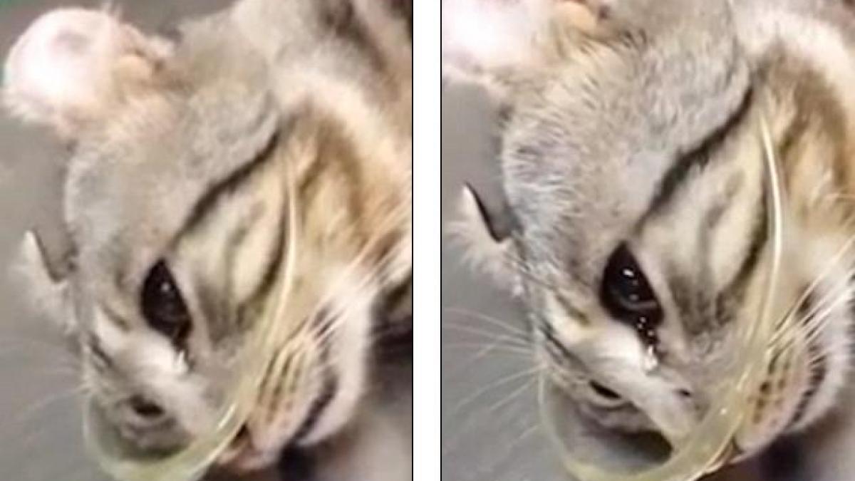 momentul emotionant cand o pisica plange dupa ce a fost salvata video