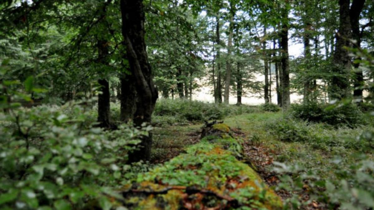 descoperire macabra intr o padure de la marginea orasului botosani