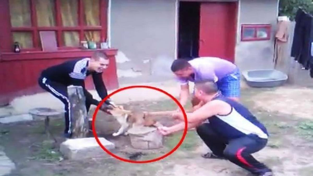 horrific video shows four vile thugs hacking dog s tail off with an axe