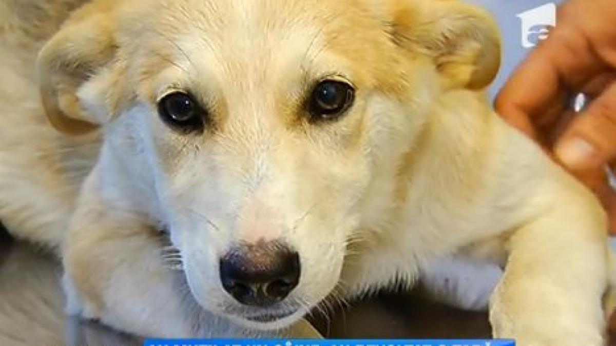 revolta in satul bestiilor care au torturat un caine localnicii nu inteleg unde au gresit