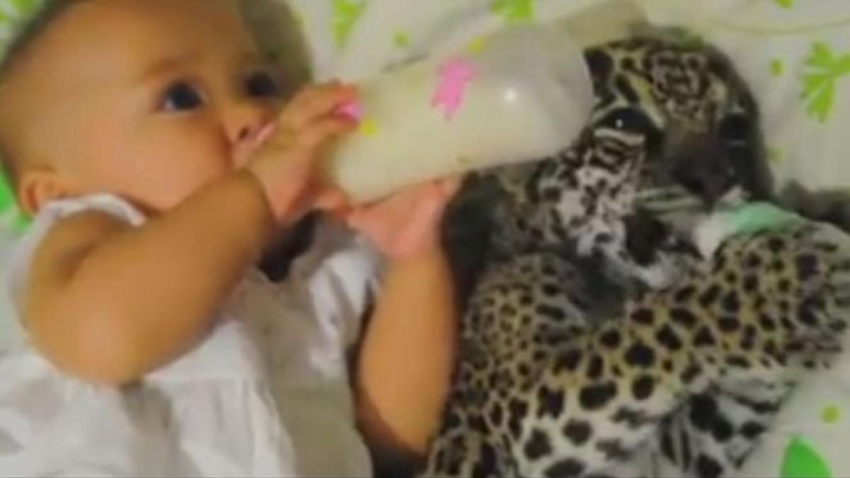 doi pui mancaciosi probabil cele mai frumoase imagini ale saptamanii