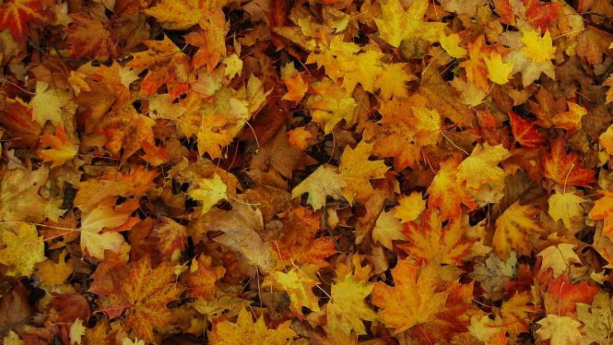 frunze uscate afacere vanzare