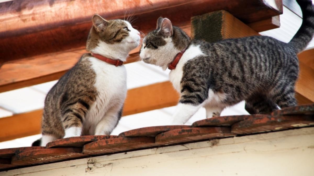 stapan de pisica riscuri boli mentale
