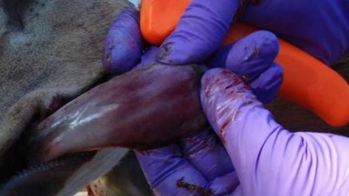 limbaalbastra boala virus animale