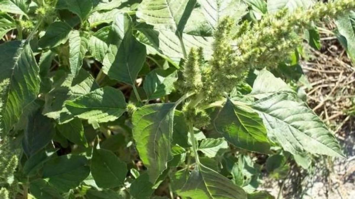 stir buruiana planta medicament boli