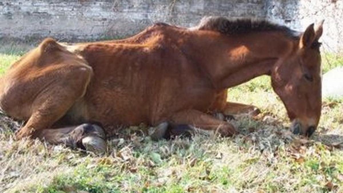 l au muncit pana la epuizare l au batut si l au lasat sa moara in frig proprietarii calului vor fi