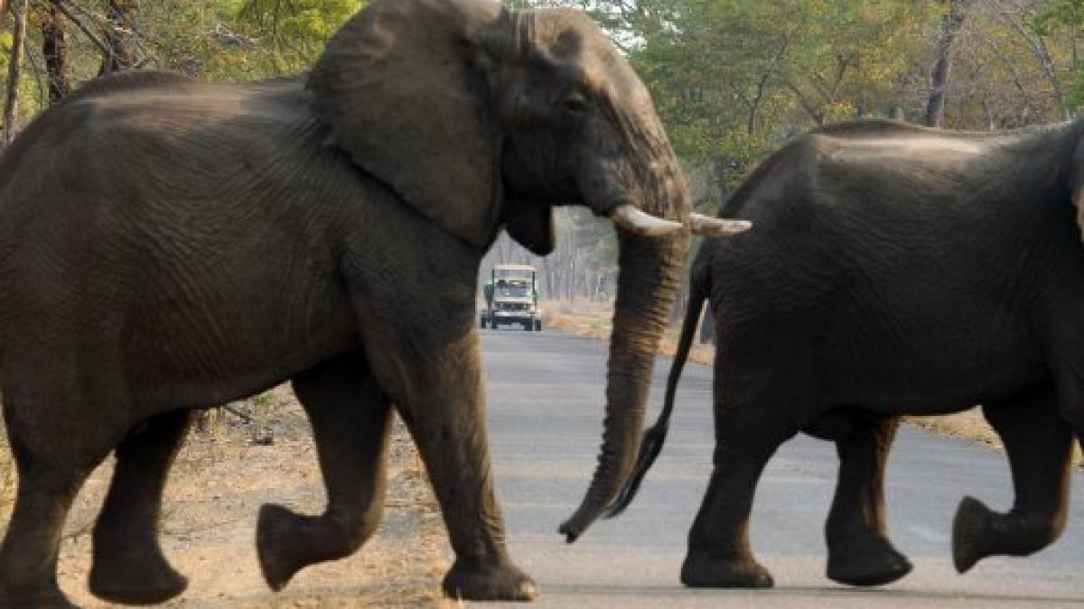 zeci elefanti omorati cianura parc national
