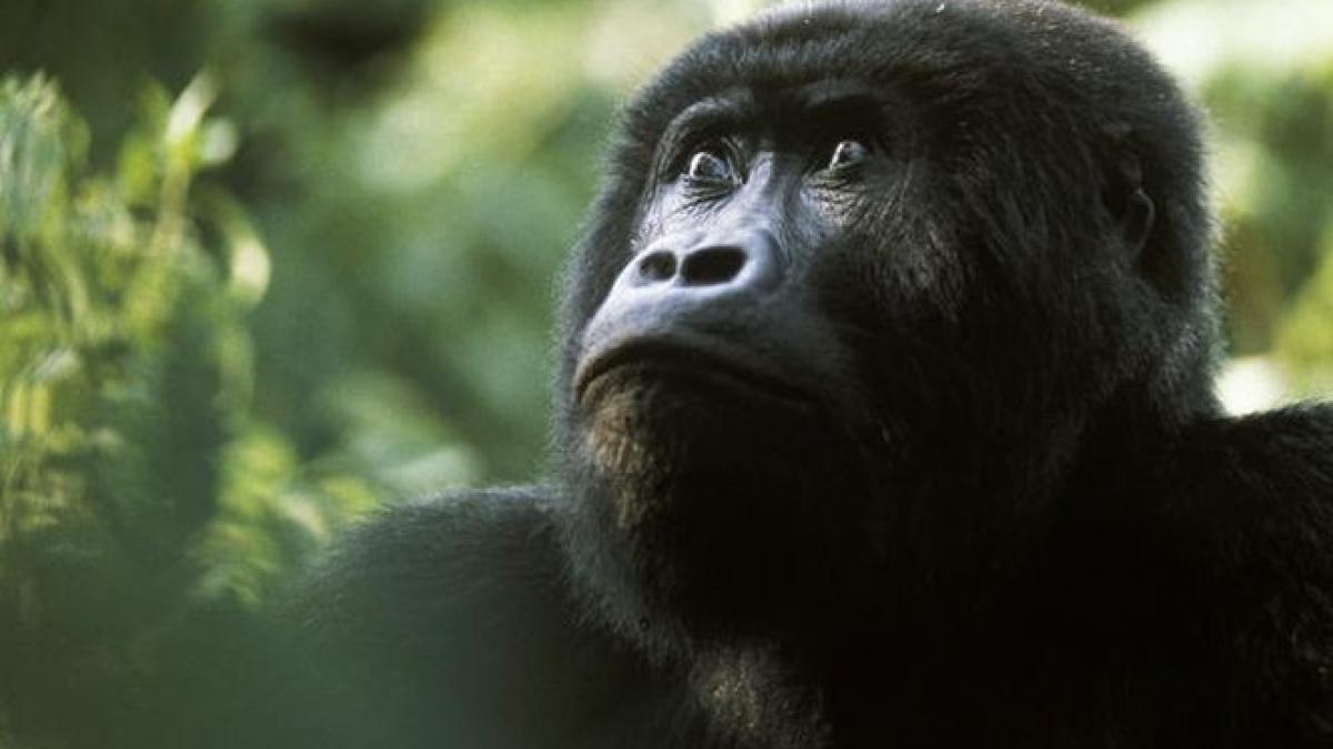 gorila adoptie pisici