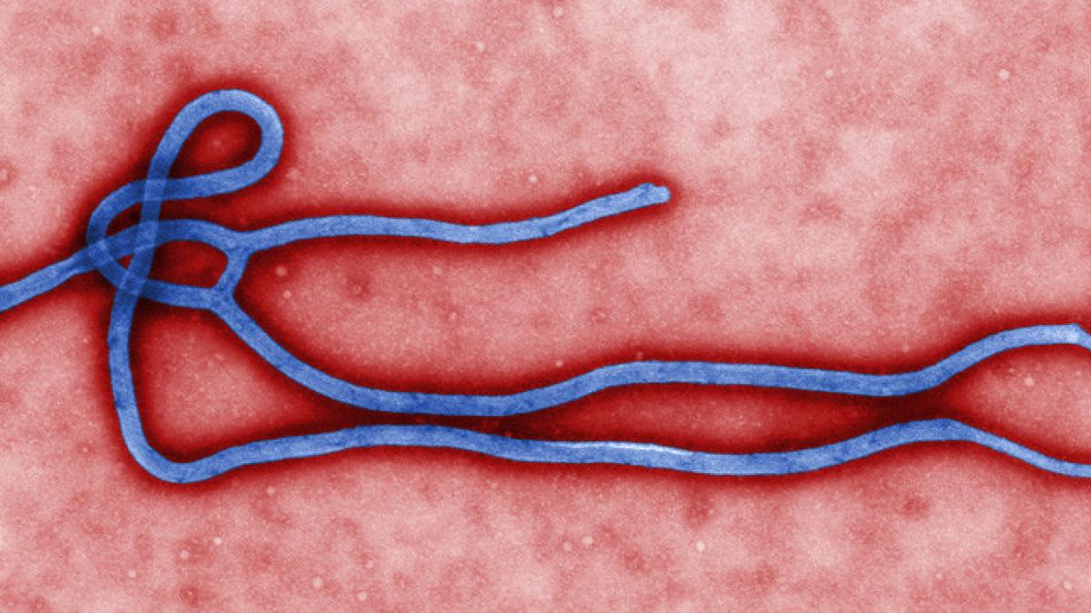 ebola virus mort sex neprotejat