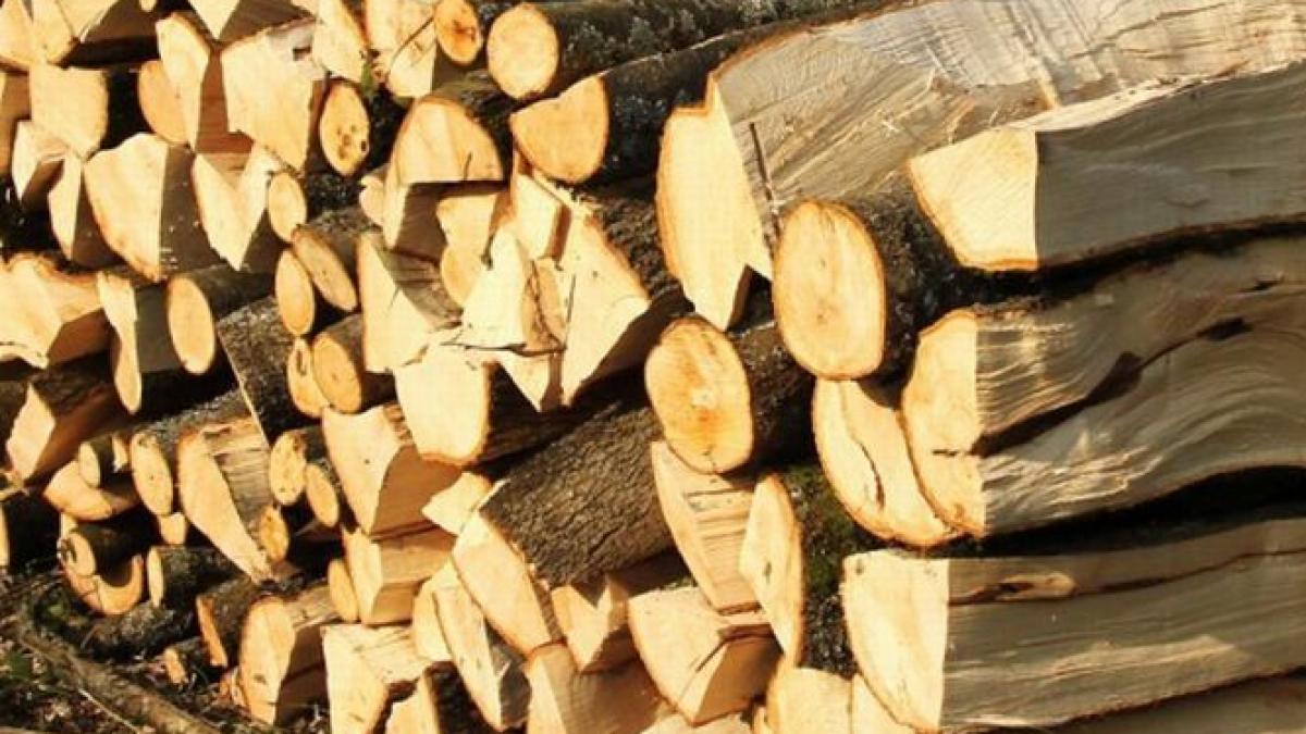 prapad in padurile romaniei prejudiciul urias produs de taierile ilegale de padure