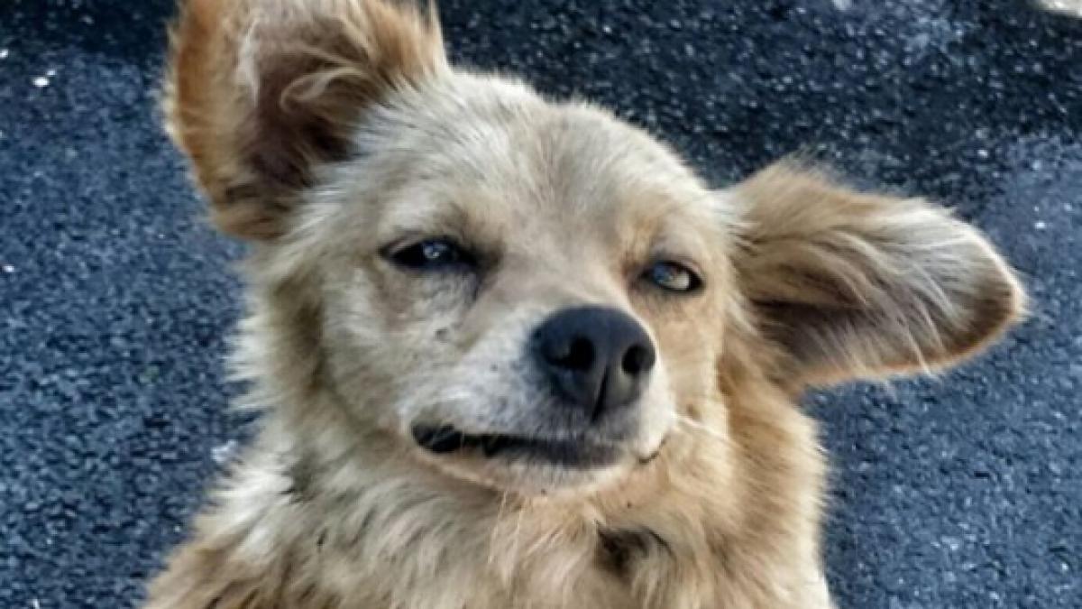 domesticirea cainilor asia centrala lupi suri