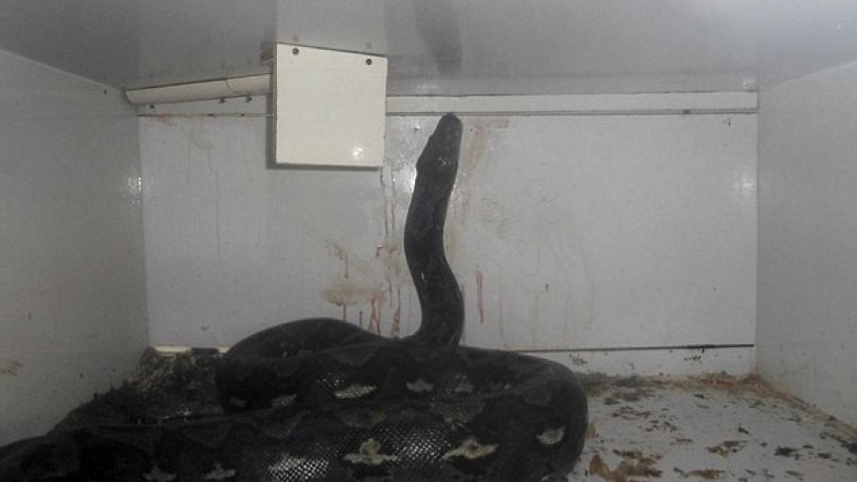 proprietarul unui pet shop din sua atacat de un piton de 6 metri doi politisti s au luptat sa i