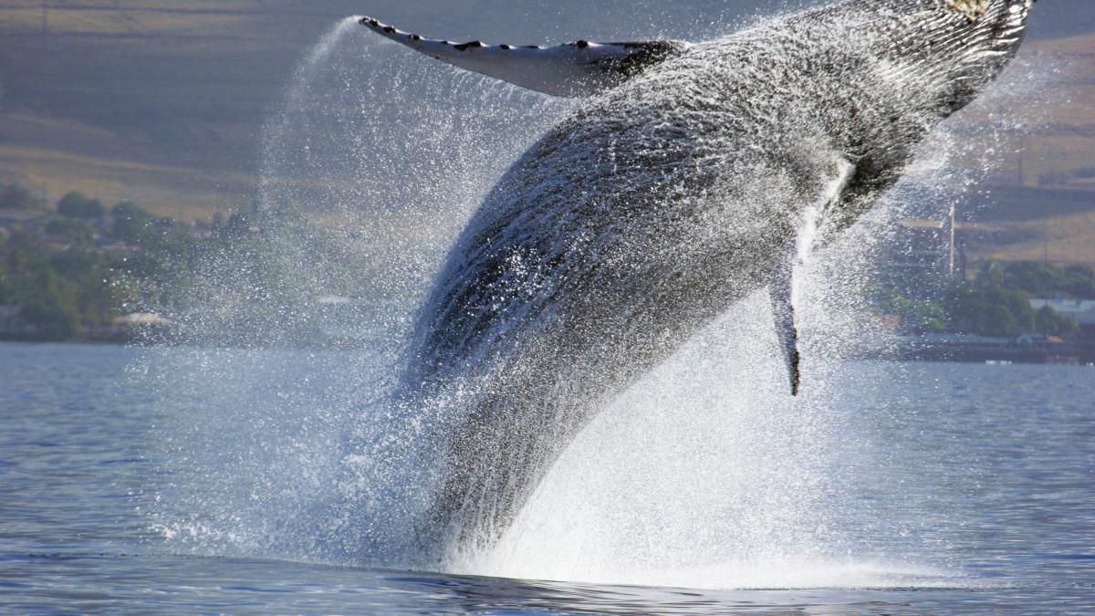 cand balenele se plimbau peste carpati