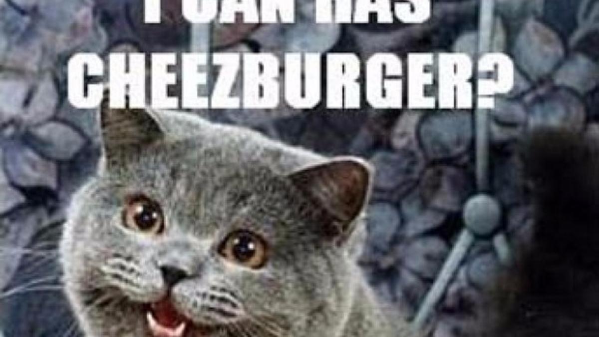 idei afaceri pisici bani